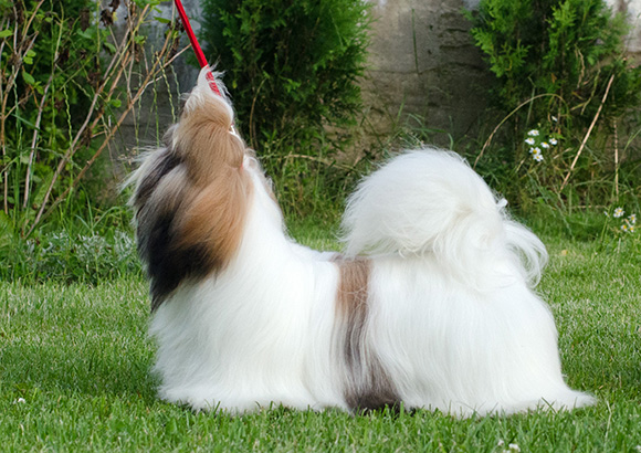 shih-tzu